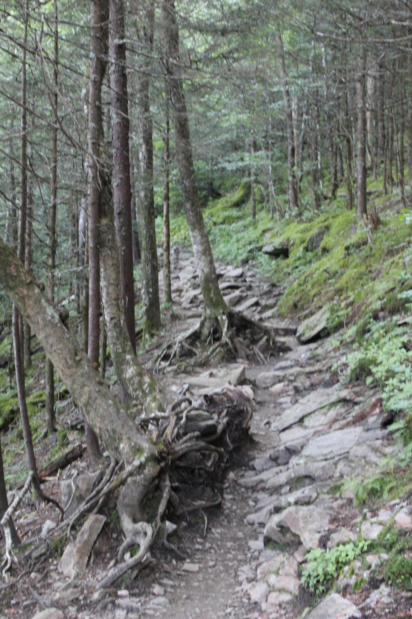 Bear Necessities, Luxury 5Bd Mtn Views, Hot Tub, Many Bear Sightings Βίλα Gatlinburg Εξωτερικό φωτογραφία