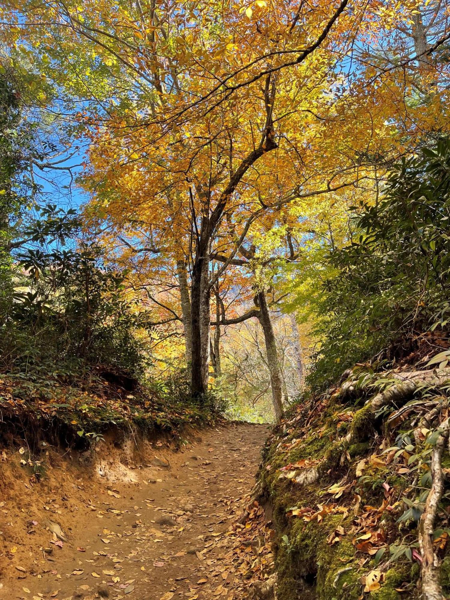 Bear Necessities, Luxury 5Bd Mtn Views, Hot Tub, Many Bear Sightings Βίλα Gatlinburg Εξωτερικό φωτογραφία