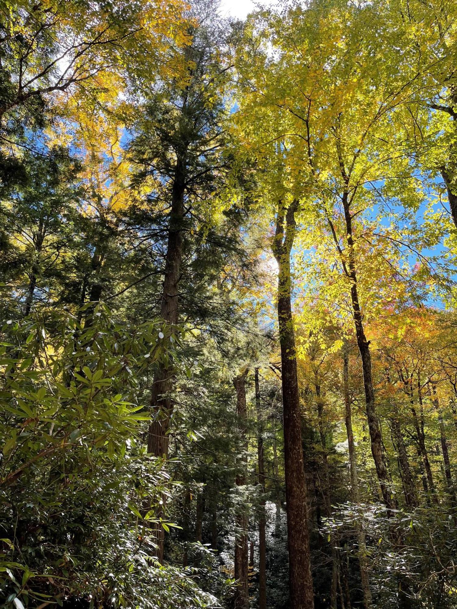 Bear Necessities, Luxury 5Bd Mtn Views, Hot Tub, Many Bear Sightings Βίλα Gatlinburg Εξωτερικό φωτογραφία