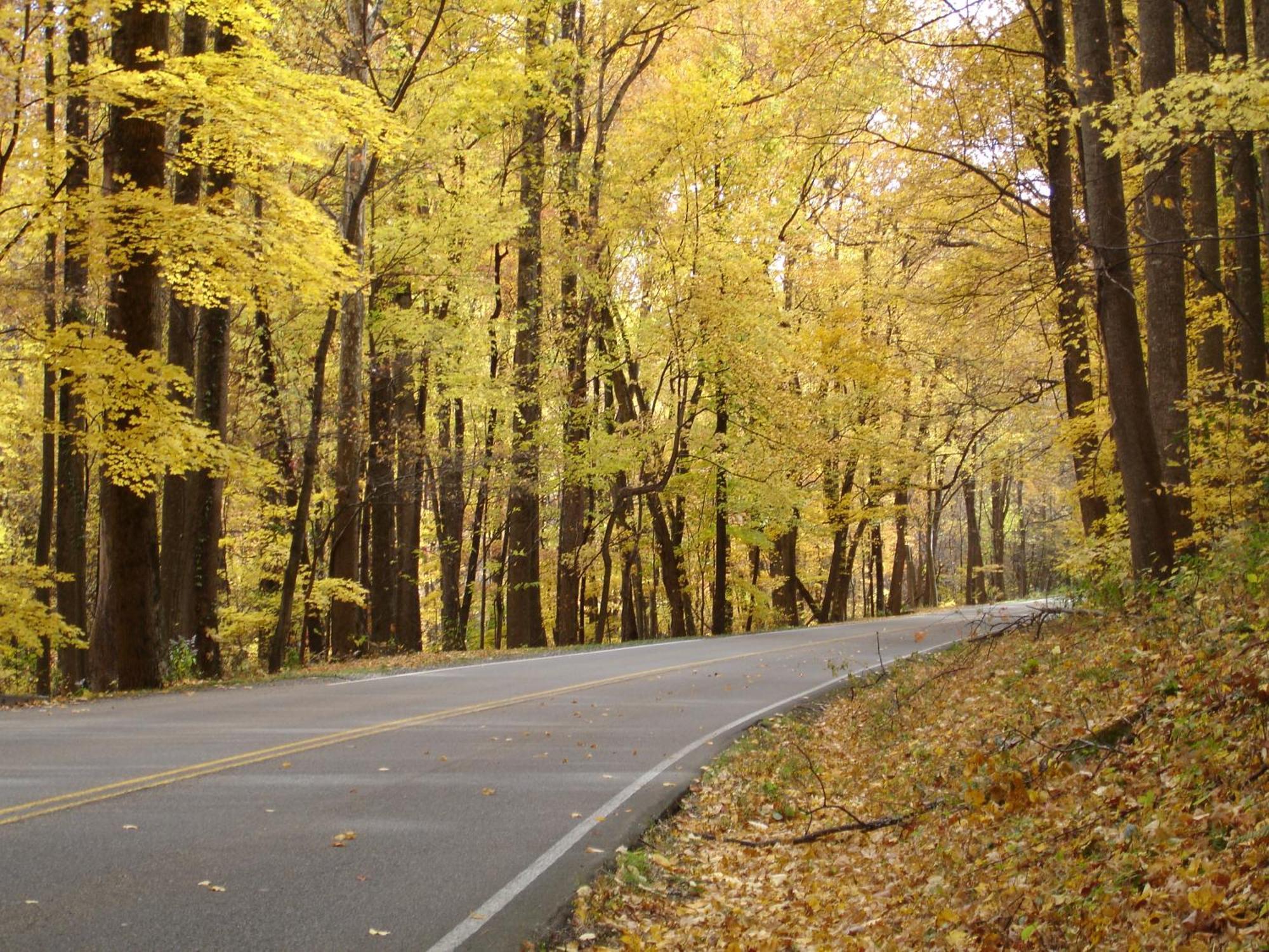 Bear Necessities, Luxury 5Bd Mtn Views, Hot Tub, Many Bear Sightings Βίλα Gatlinburg Εξωτερικό φωτογραφία
