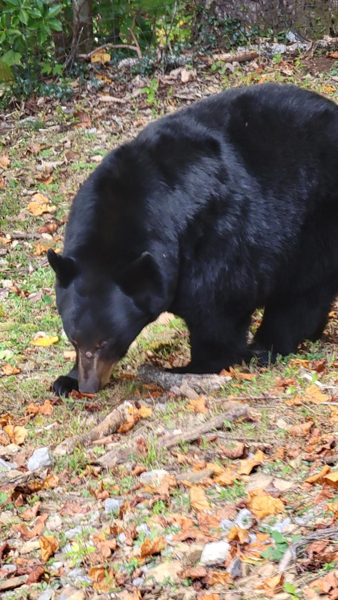 Bear Necessities, Luxury 5Bd Mtn Views, Hot Tub, Many Bear Sightings Βίλα Gatlinburg Εξωτερικό φωτογραφία