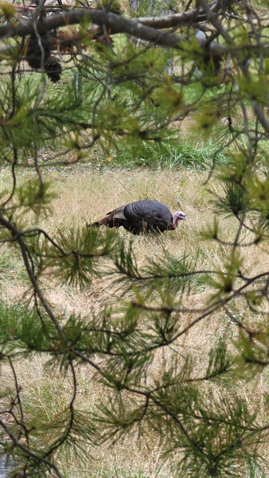 Bear Necessities, Luxury 5Bd Mtn Views, Hot Tub, Many Bear Sightings Βίλα Gatlinburg Εξωτερικό φωτογραφία