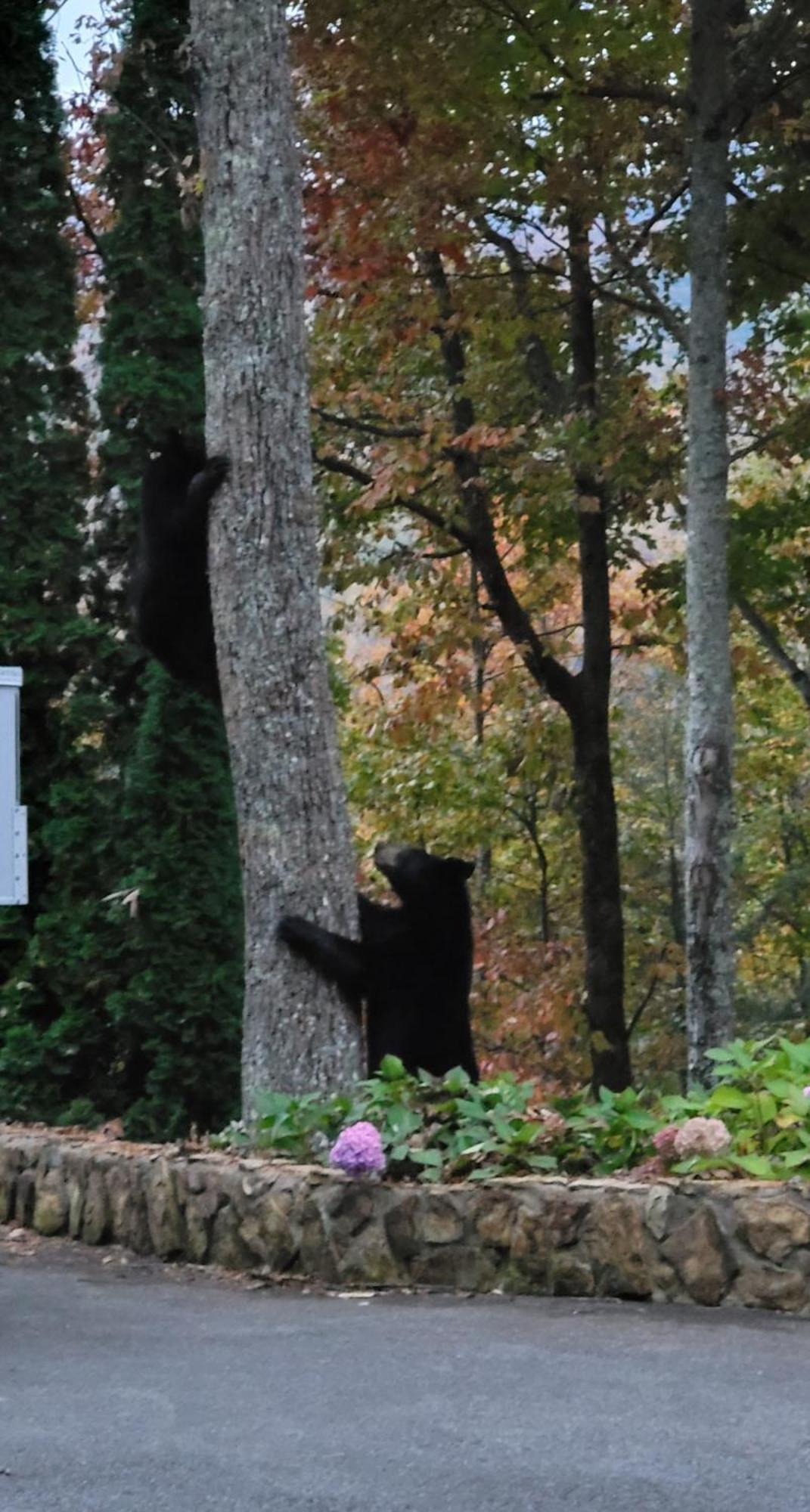 Bear Necessities, Luxury 5Bd Mtn Views, Hot Tub, Many Bear Sightings Βίλα Gatlinburg Εξωτερικό φωτογραφία