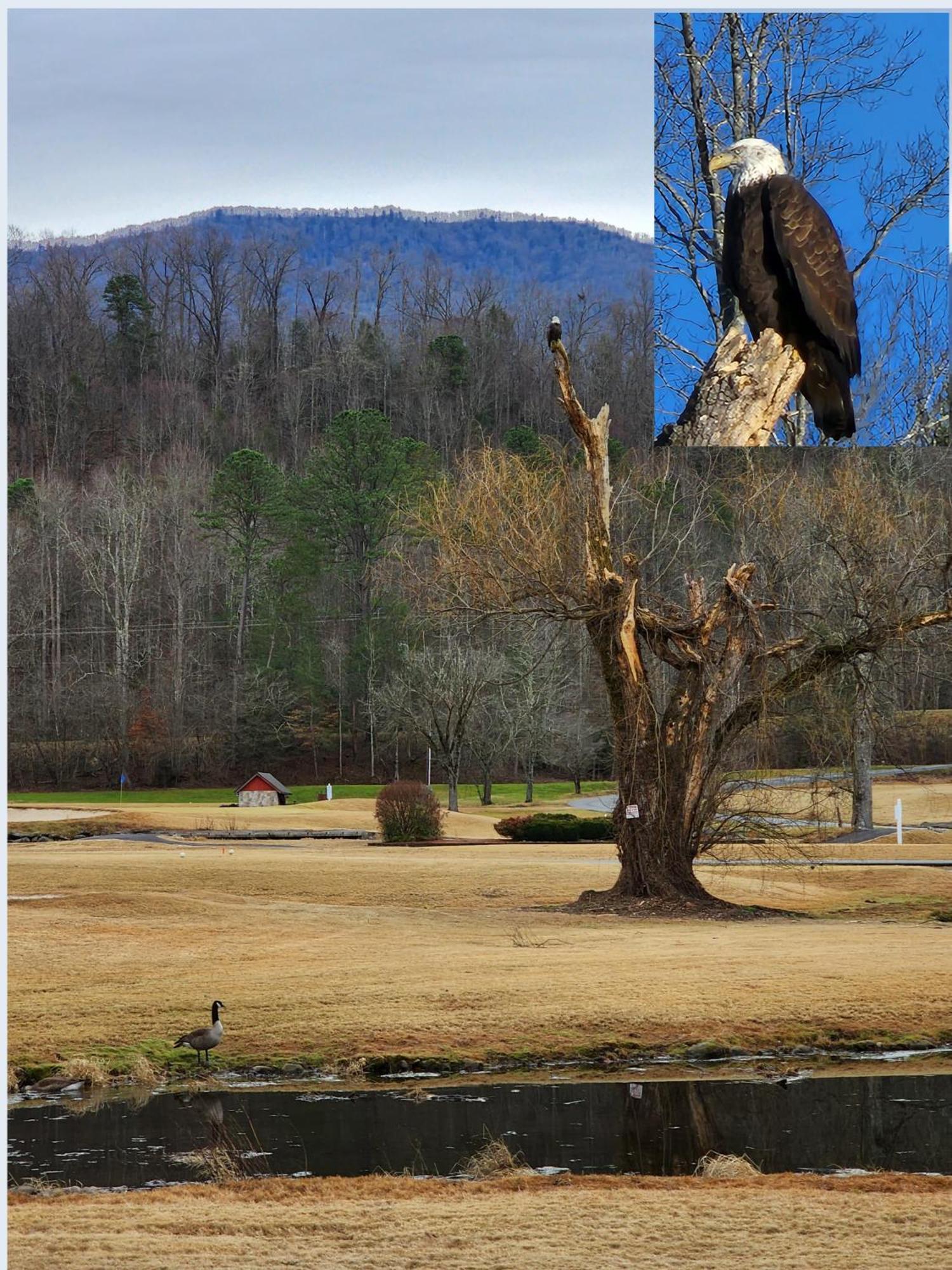 Bear Necessities, Luxury 5Bd Mtn Views, Hot Tub, Many Bear Sightings Βίλα Gatlinburg Εξωτερικό φωτογραφία